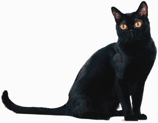 Bombay cat